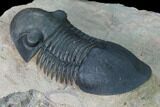 Paralejurus Trilobite - Morocco #171492-3